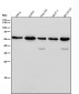 Anti-NUP50 Rabbit Monoclonal Antibody